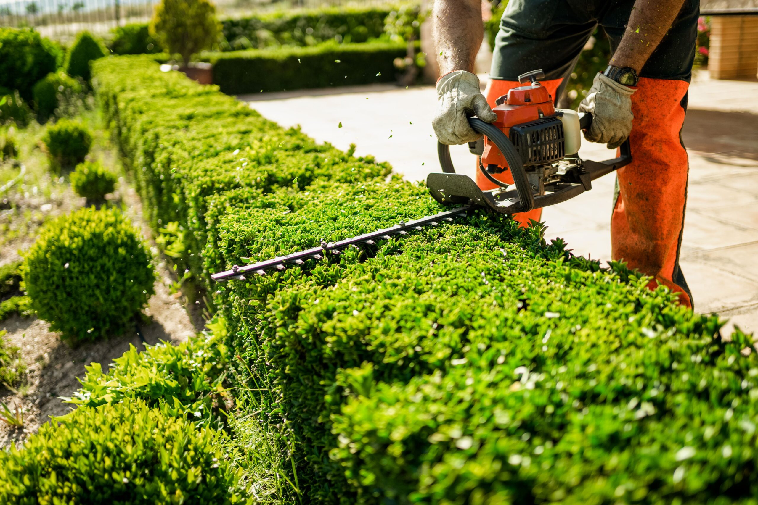 Eine Person schneidet eine Hecke 